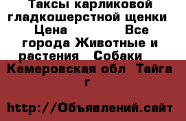 Таксы карликовой гладкошерстной щенки › Цена ­ 20 000 - Все города Животные и растения » Собаки   . Кемеровская обл.,Тайга г.